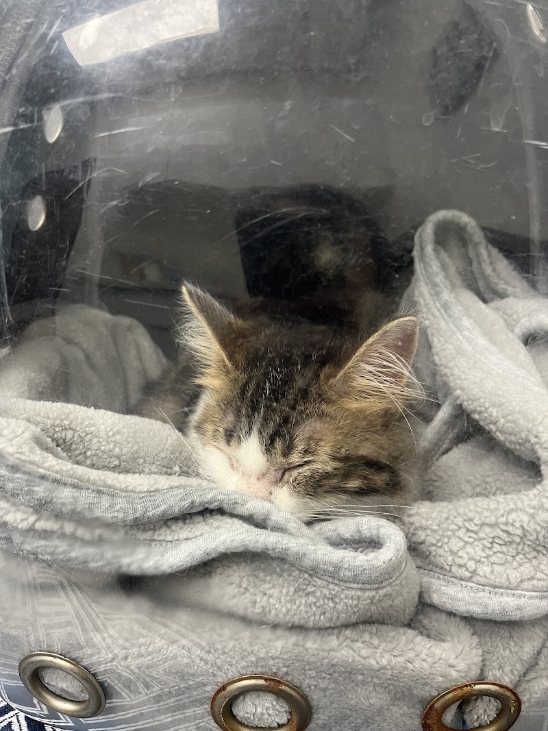 Irvine Valley Veterinary Hospital Emergency