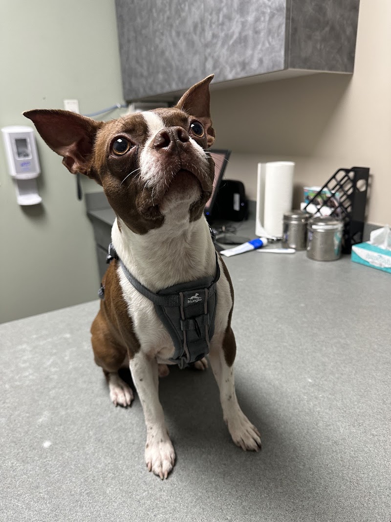 VCA Firehouse Animal Hospital