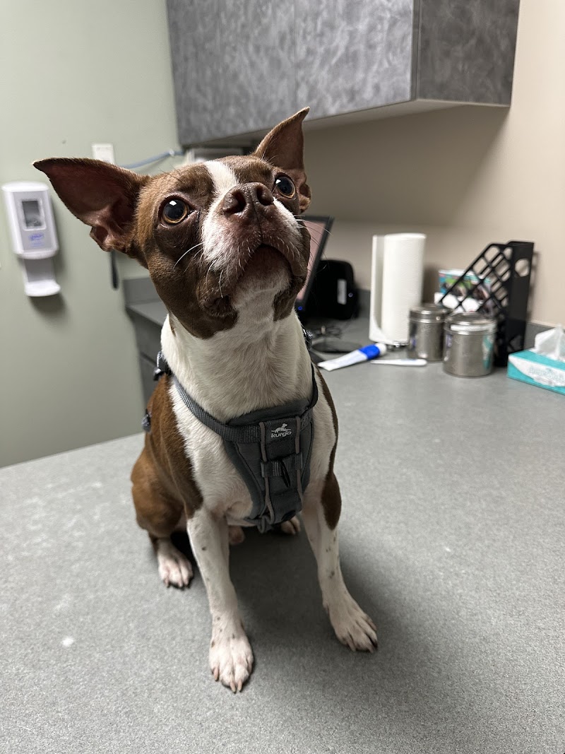 VCA Firehouse Animal Hospital