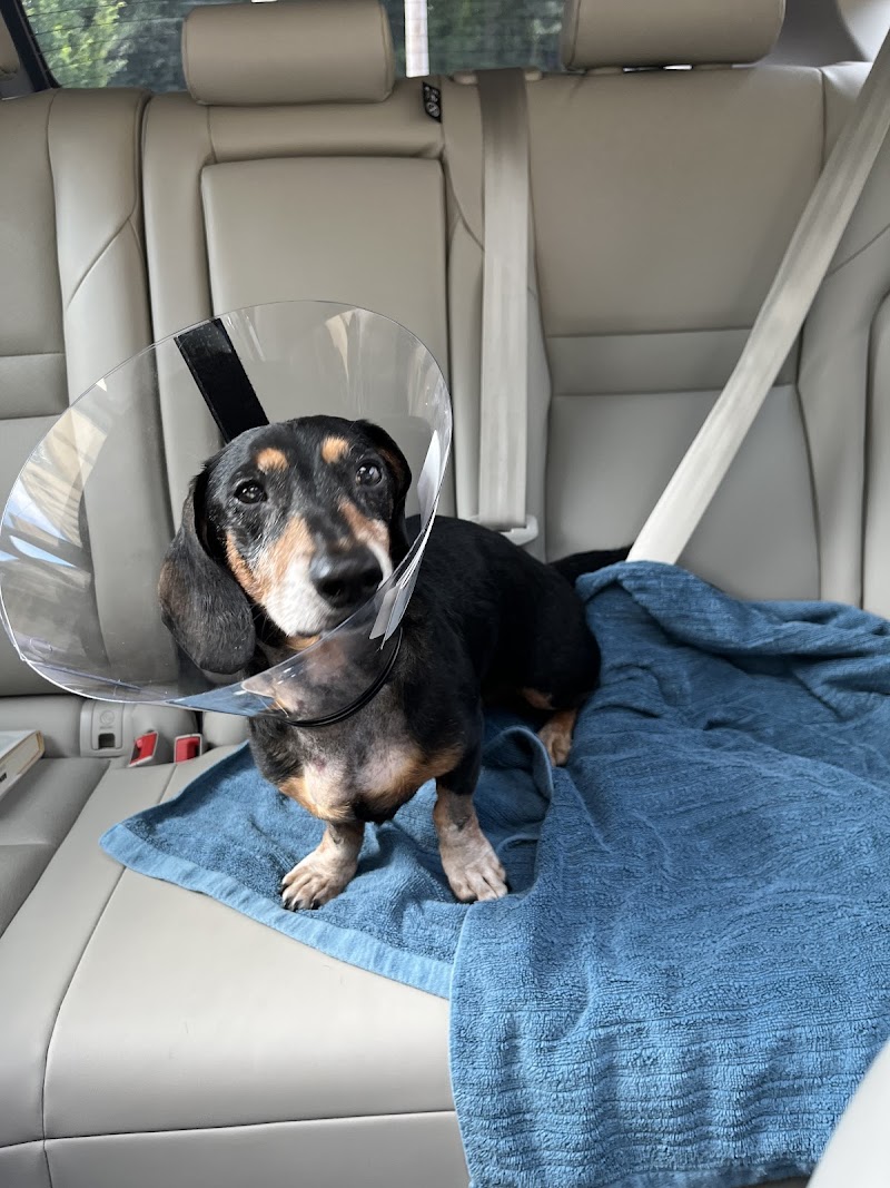 Gold Coast Center for Veterinary Care