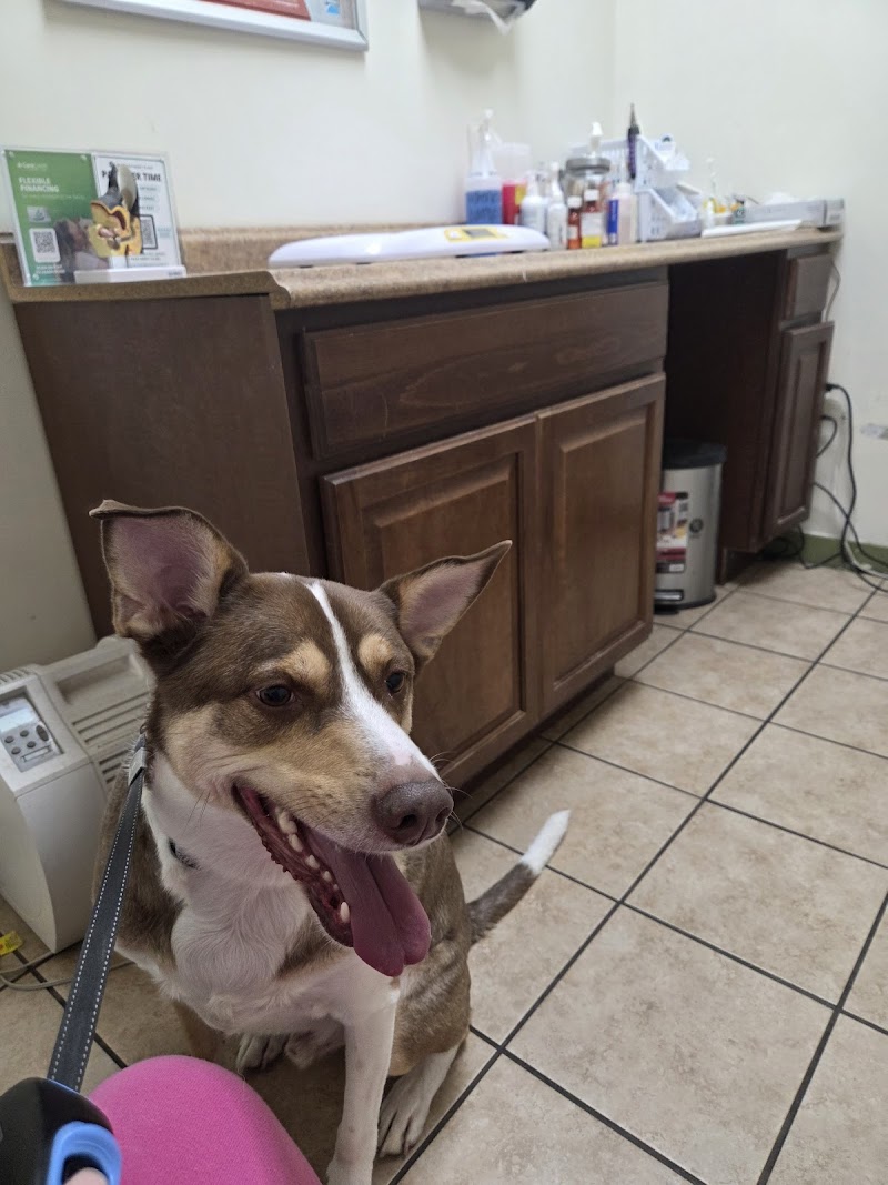Ace Veterinary Clinic