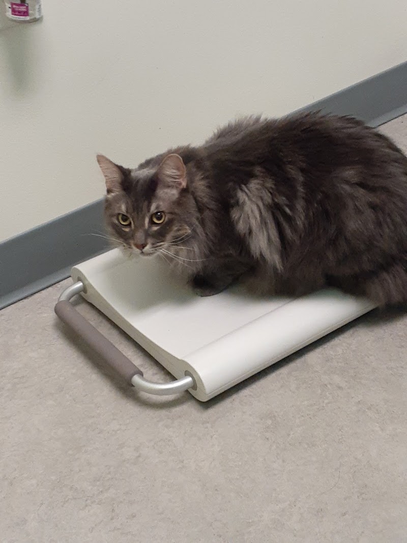 Viking Veterinary Care