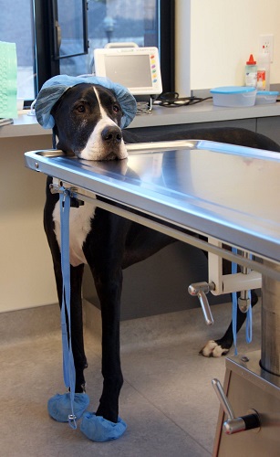 Viking Veterinary Care