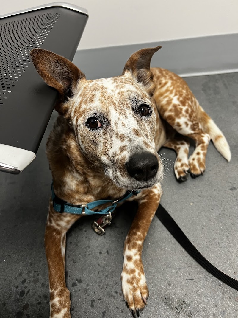 Rock Creek Veterinary Hospital