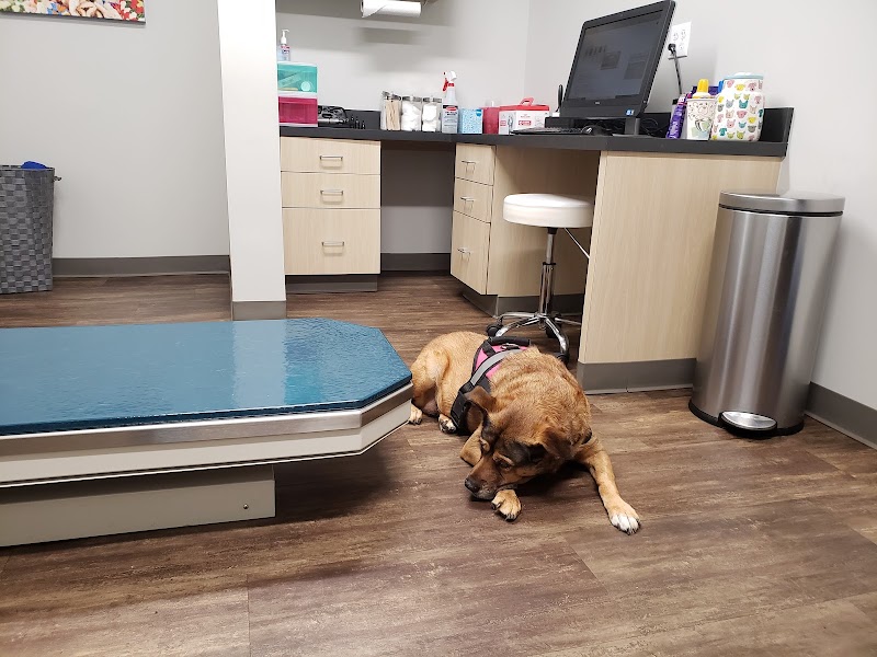 Bayou City Veterinary Hospital