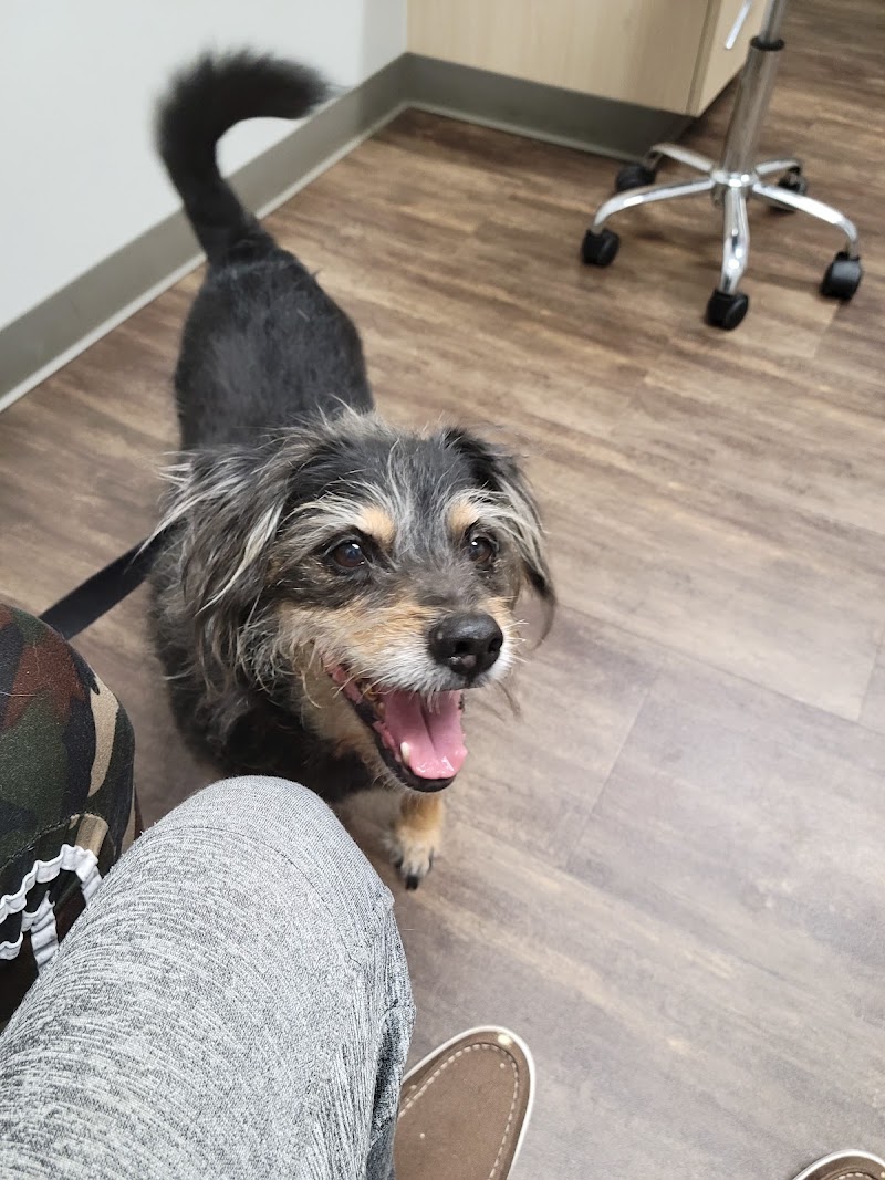 Bayou City Veterinary Hospital