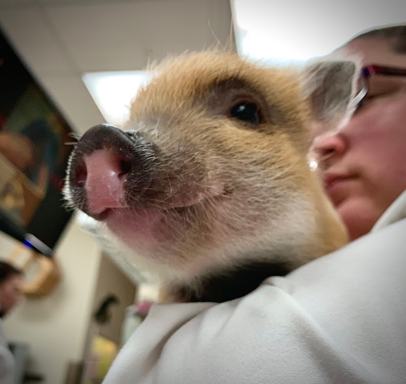 Safari Veterinary Care Centers