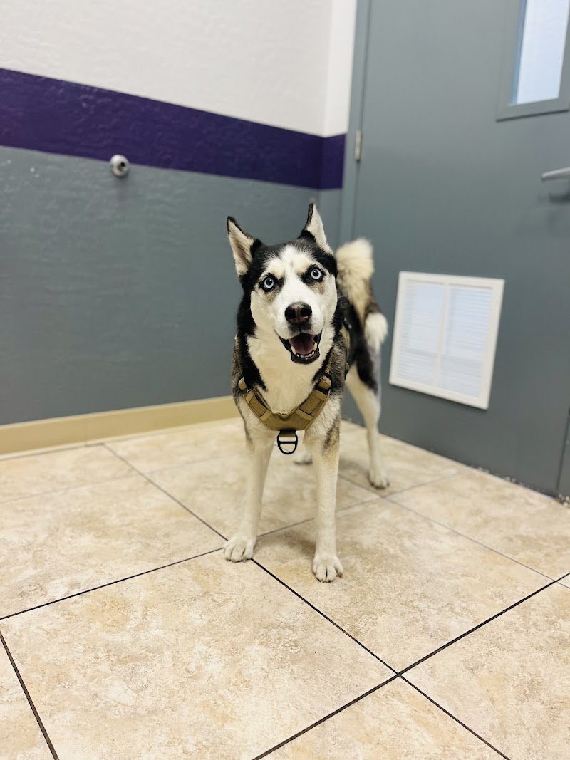 Desert View Animal Hospital