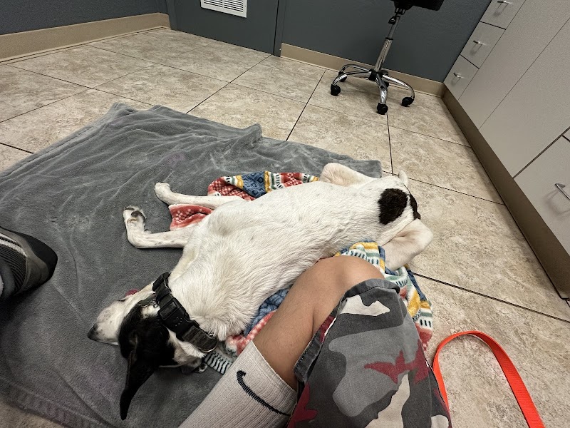 Desert View Animal Hospital