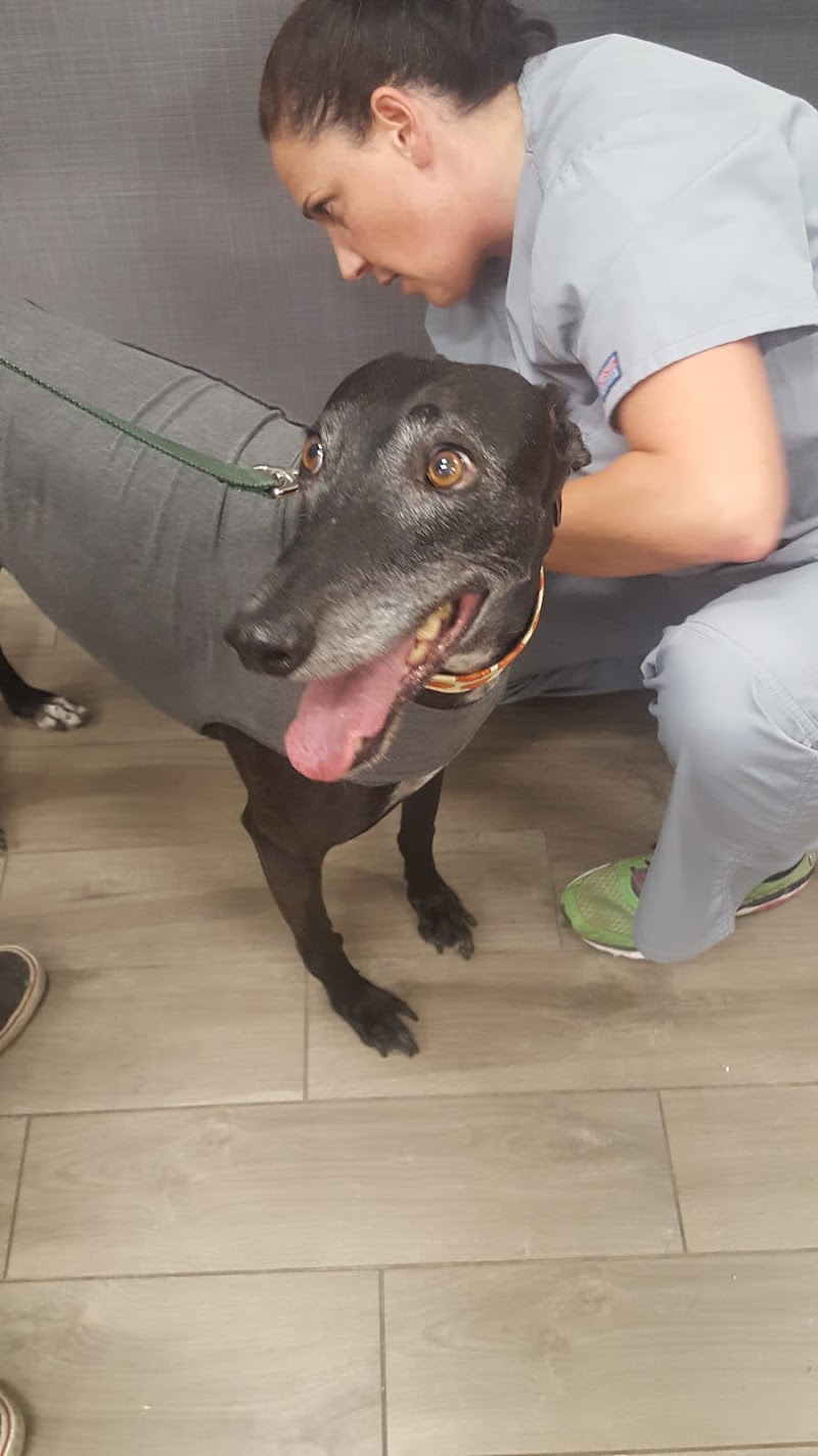 VCA Blum Animal Hospital