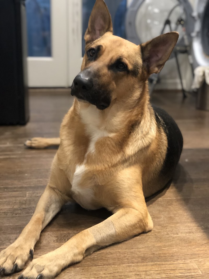 East Lake Veterinary Hospital