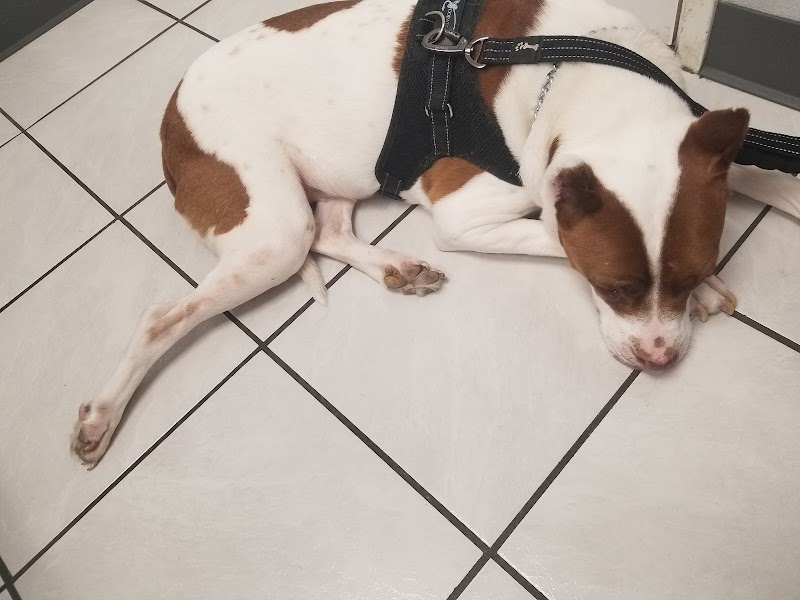 Animal Medical Center of Austin