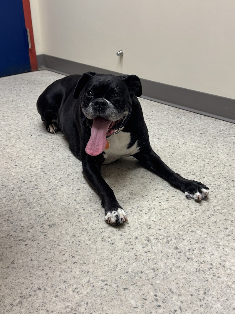 Vancouver Veterinary Hospital
