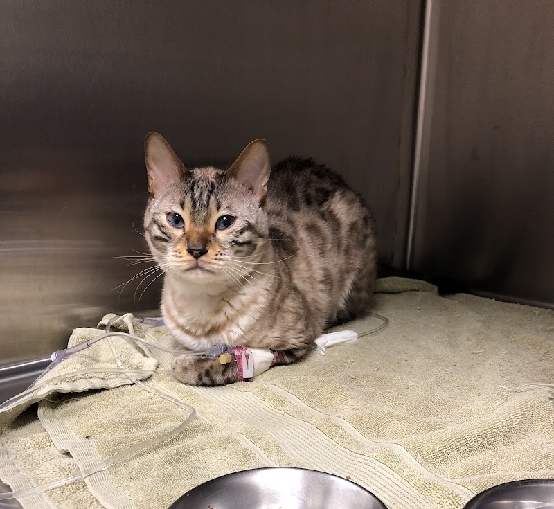 Veterinary Emergency Center of Manchester