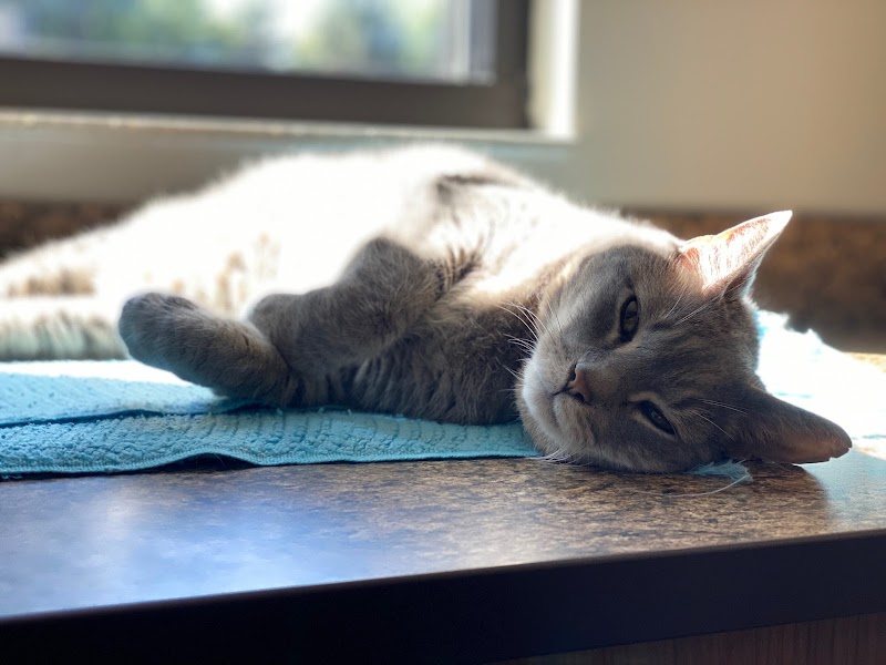 Veterinary Emergency Center of Manchester