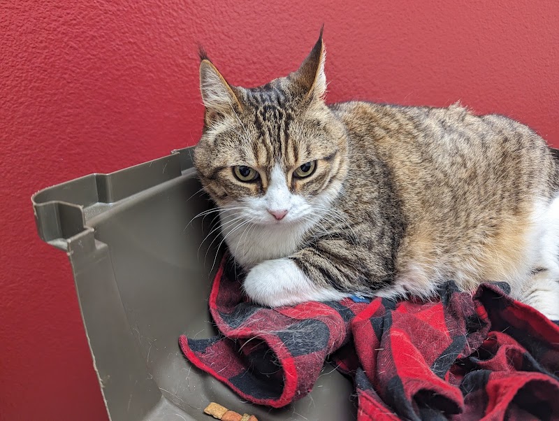 VCA Mission San Jose Animal Hospital
