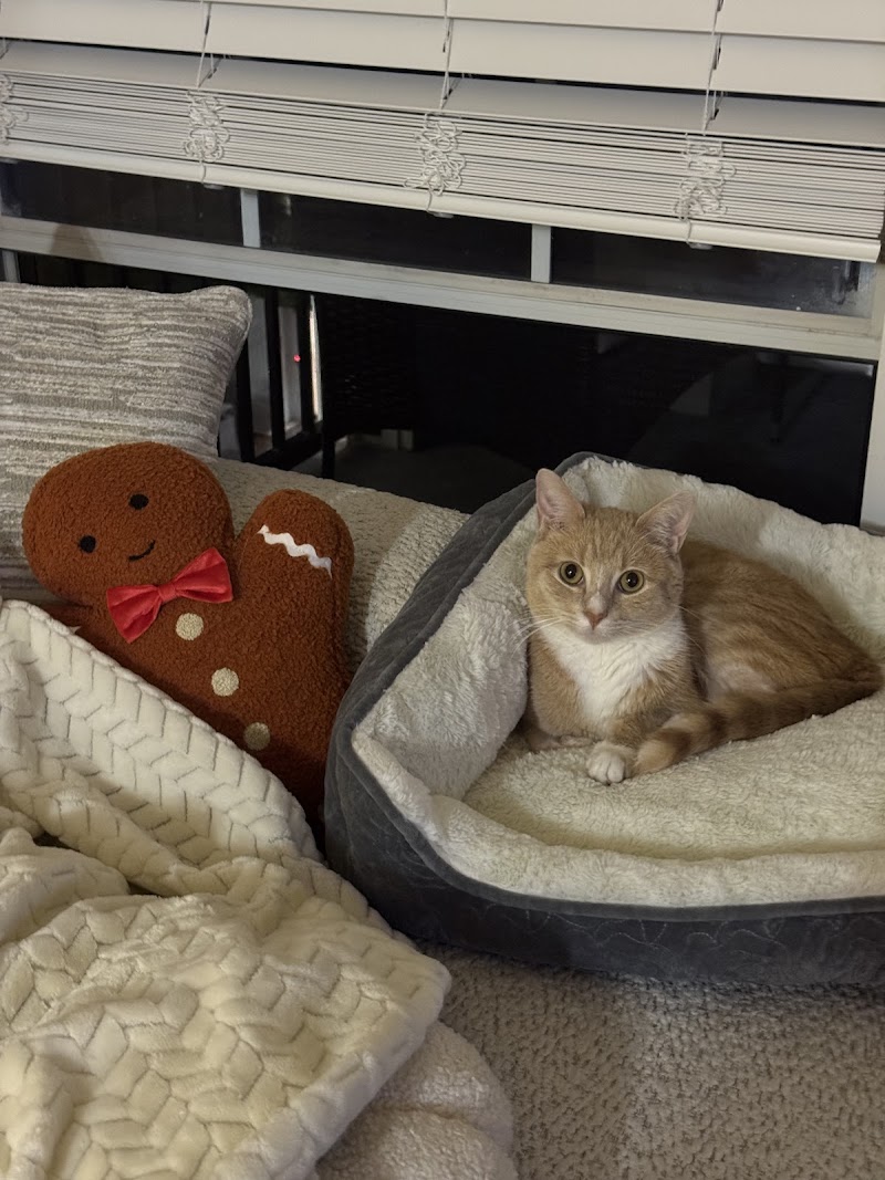 Arista Advanced Pet Care | Atlanta