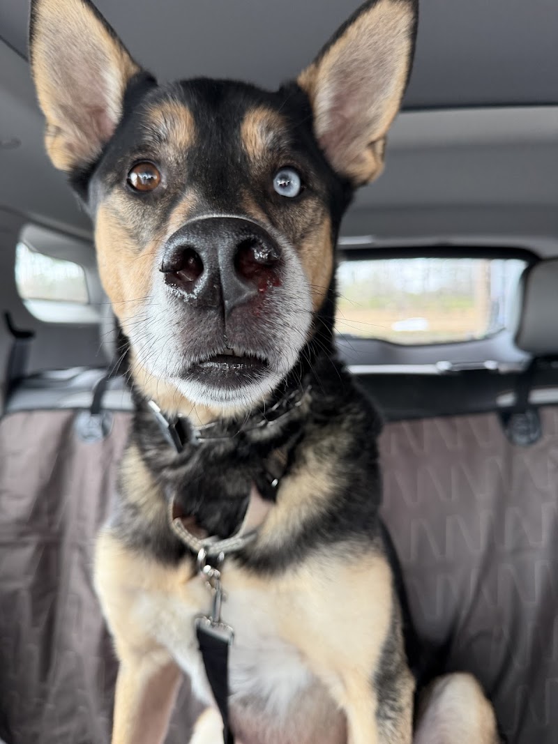 Arista Advanced Pet Care | Atlanta