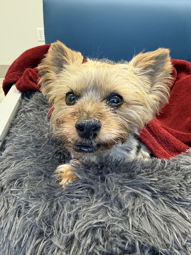 Arista Advanced Pet Care | Atlanta
