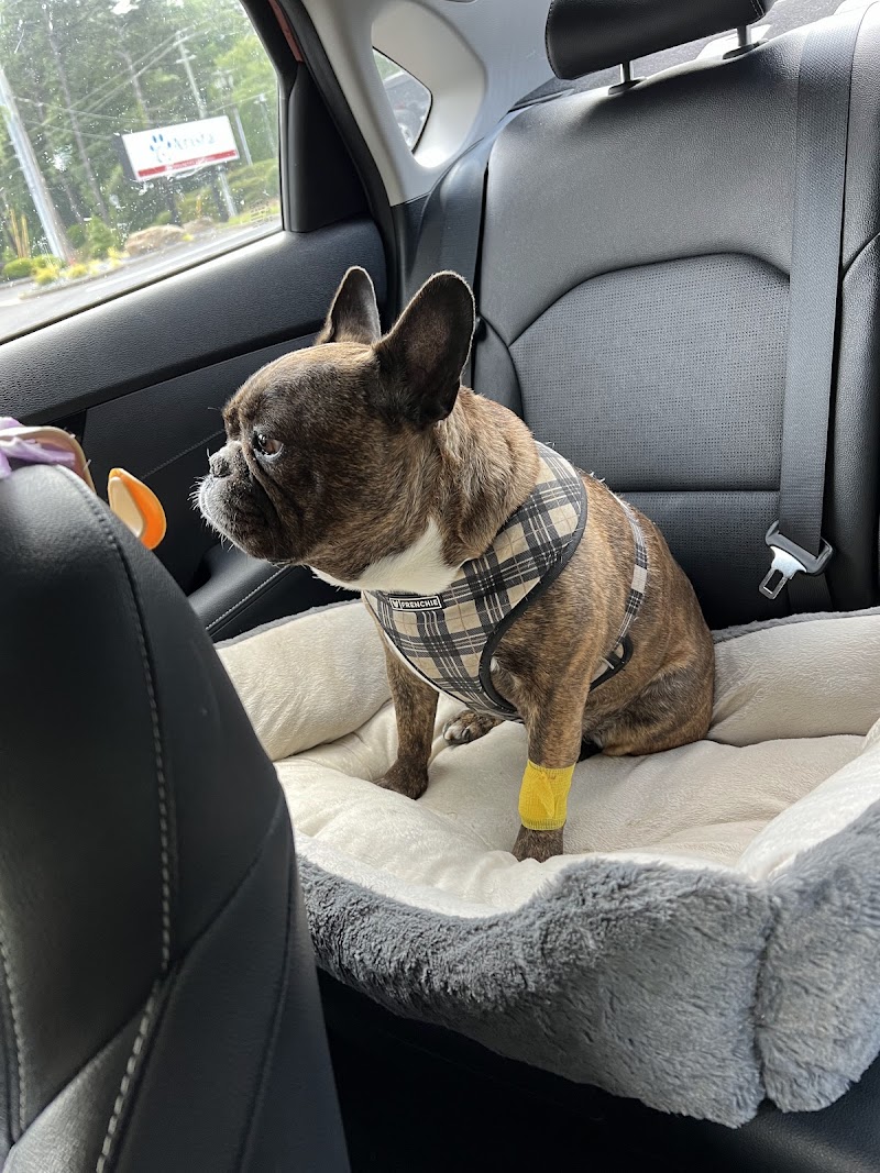 Arista Advanced Pet Care | Atlanta