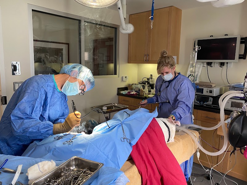Progressive Veterinary Care | Skilled, Compassionate Vet in Skillman NJ