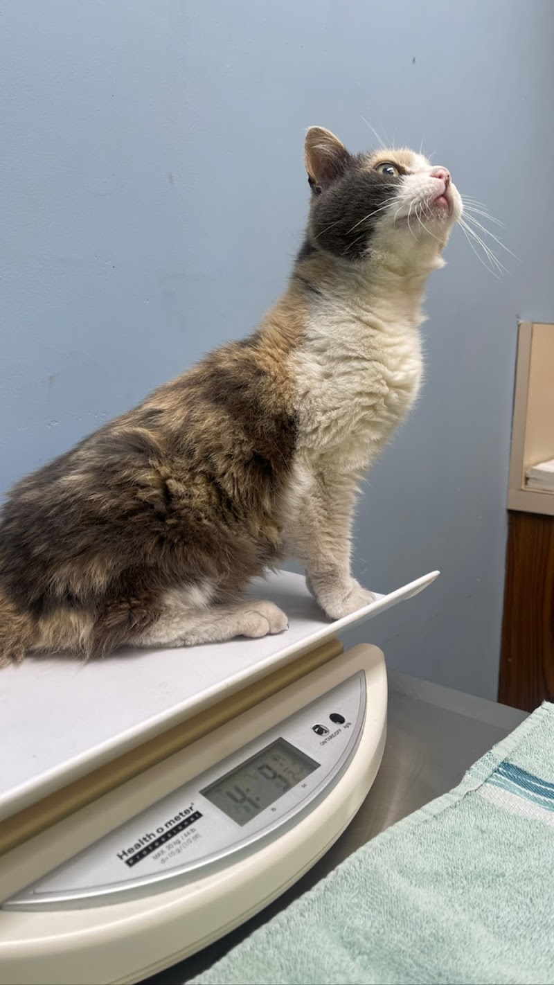 Grand Animal Hospital