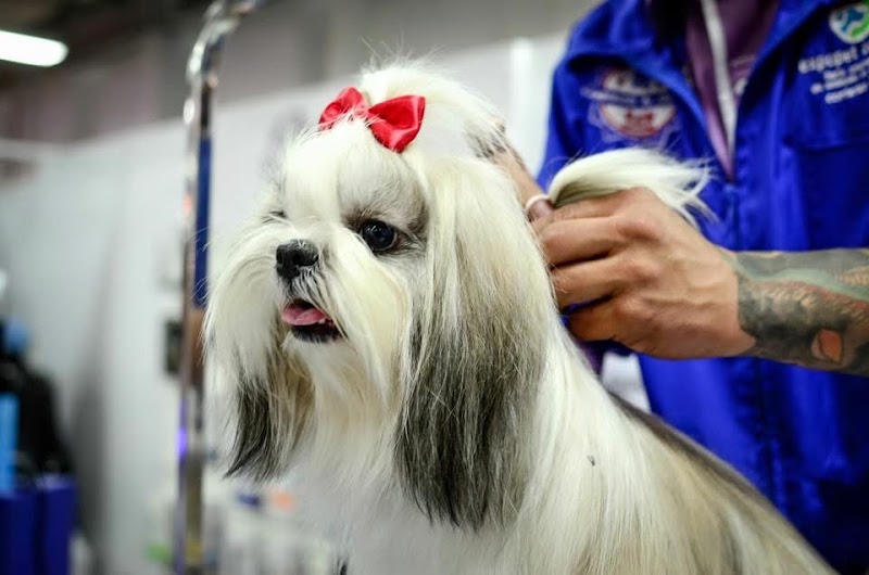 MedVet Frisco