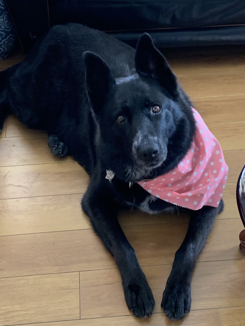 Eagle Rock Pet Care