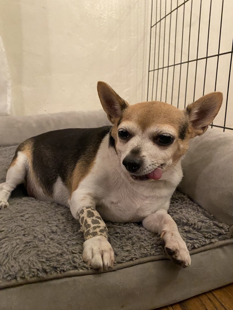 Eagle Rock Pet Care