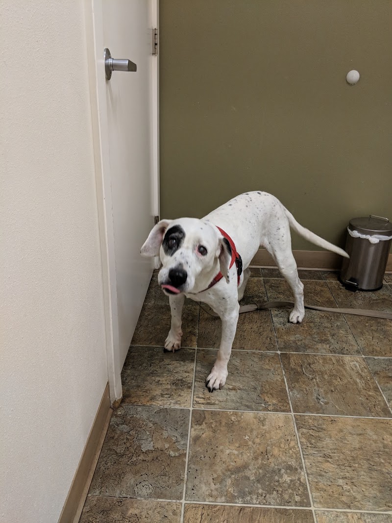 Four Paws Veterinary Center