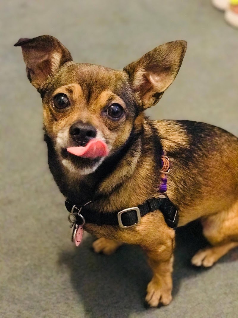 Four Paws Veterinary Center