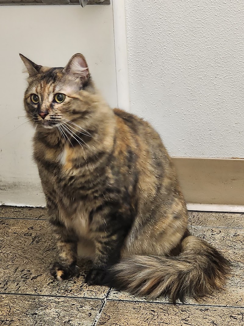 Four Paws Veterinary Center