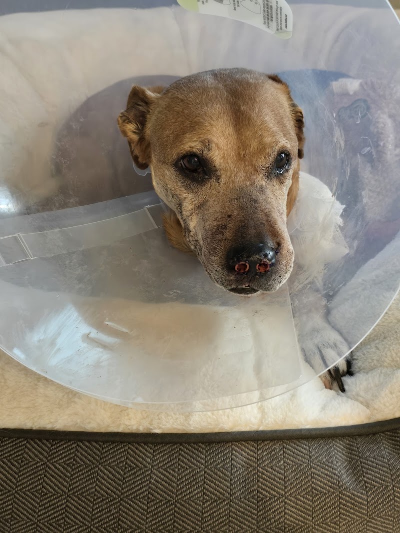 Thrive Pet Healthcare Specialists San Antonio