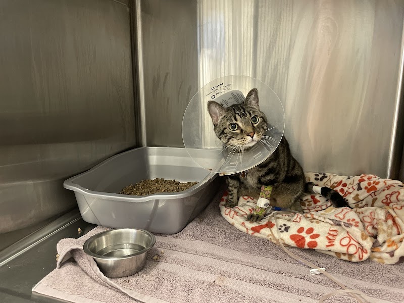 Dallas Animal Urgent Care