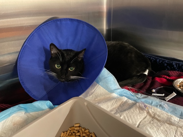 Dallas Animal Urgent Care