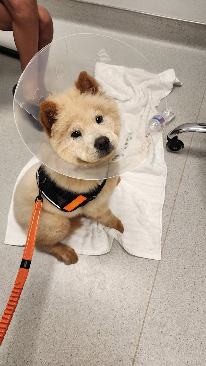 Dallas Animal Urgent Care