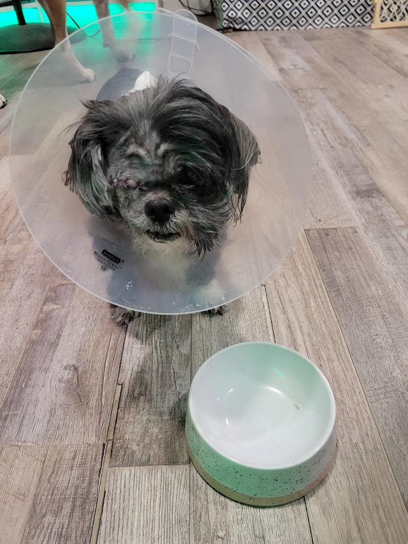 Dallas Animal Urgent Care