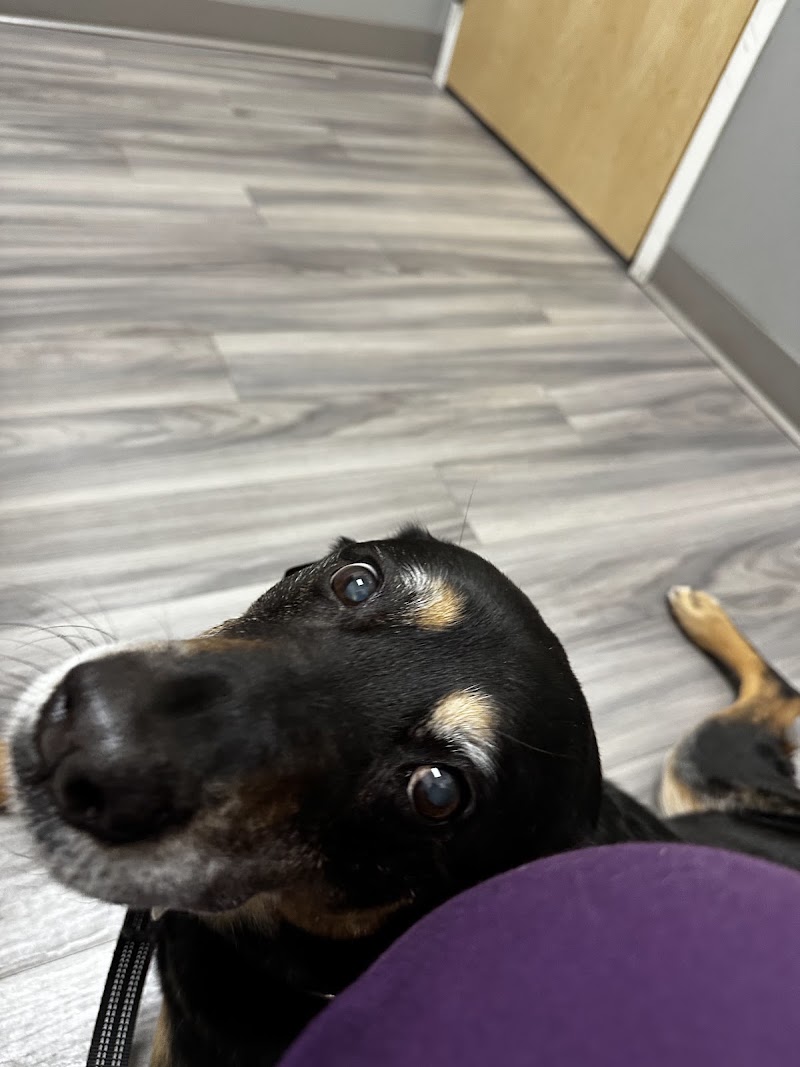 Portland PetMedic Urgent Care Vet Clinic