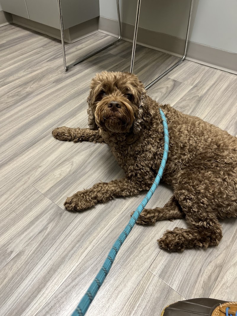 Portland PetMedic Urgent Care Vet Clinic - Portland