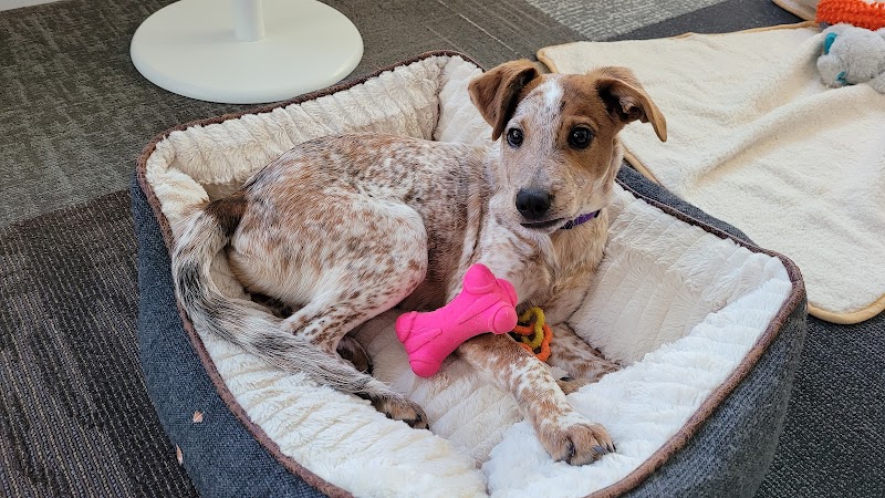 Companion Animal Hospital of Norridge