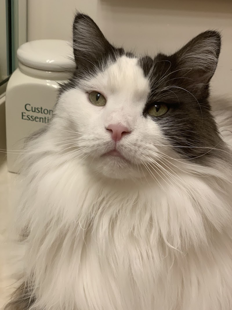 Companion Animal Hospital of Norridge