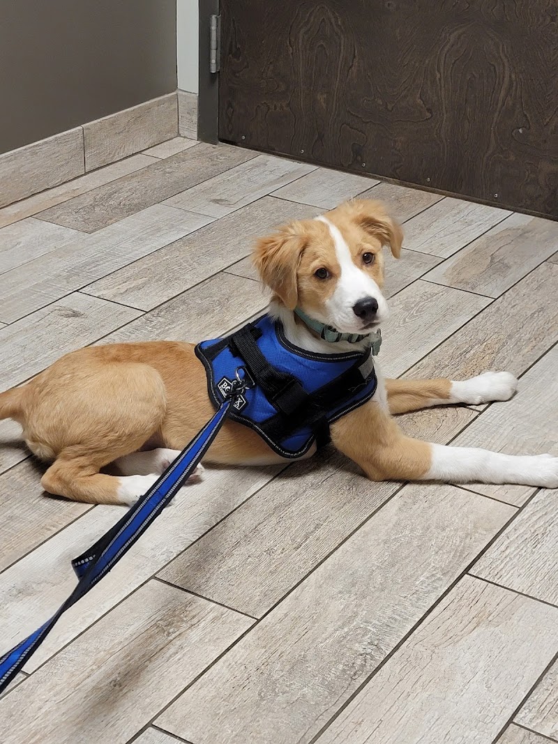 Companion Animal Hospital of Norridge