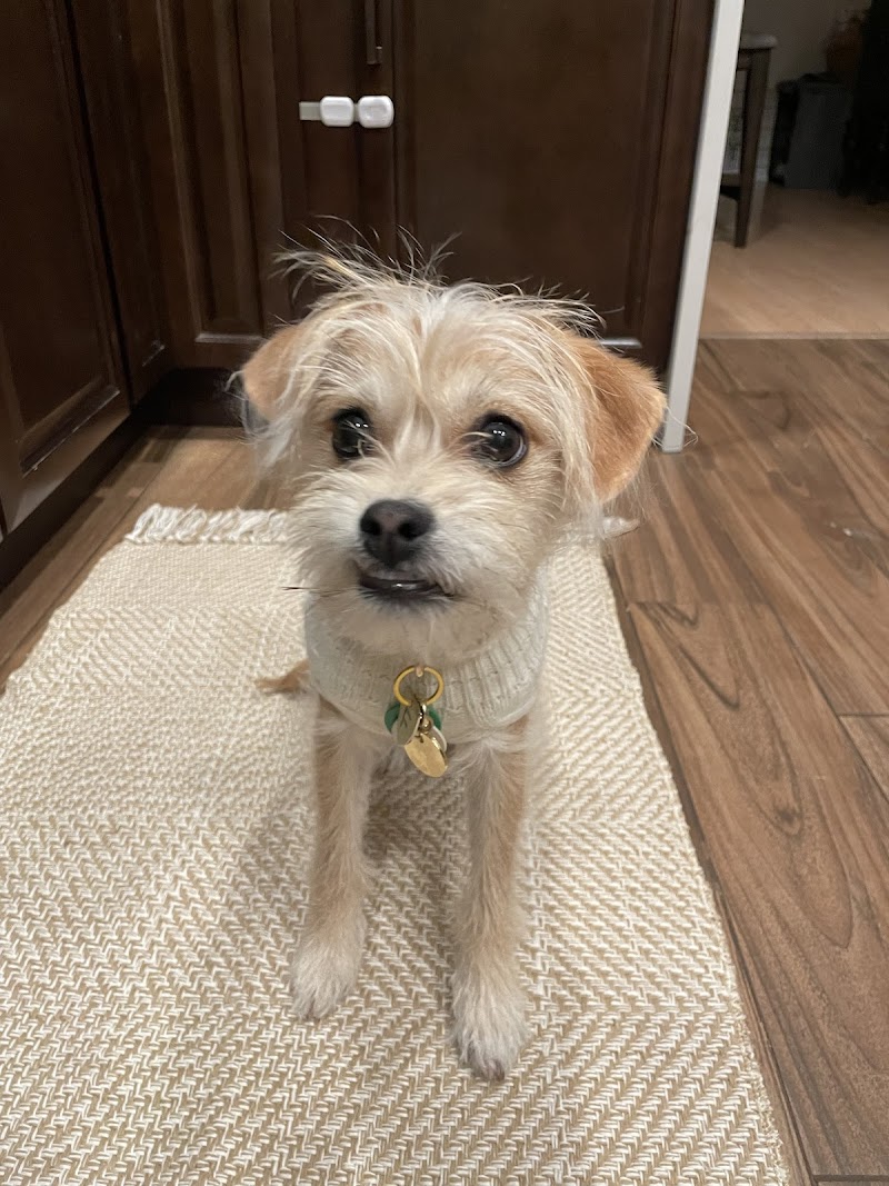 Companion Animal Hospital of Norridge