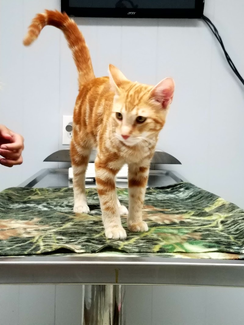 Animal Medical Hospital of Poway