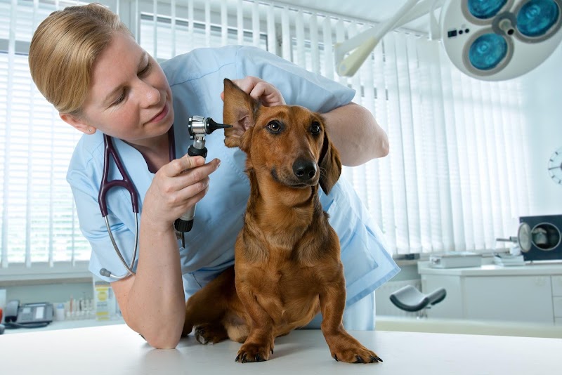 Veterinarian in Queens, USDA Vet
