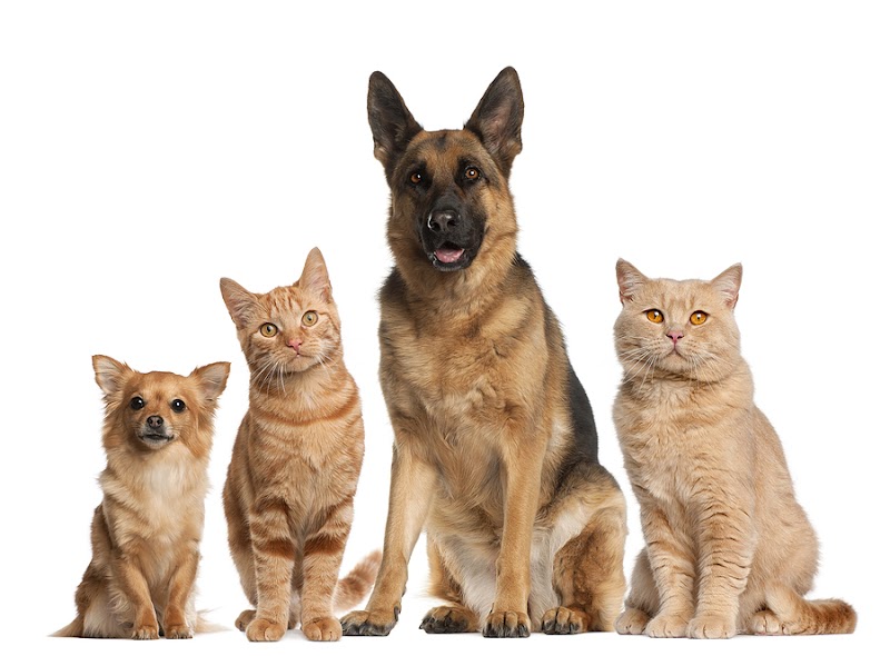 Veterinarian in Queens, USDA Vet