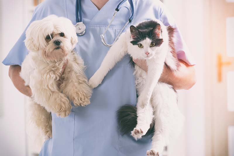 Veterinarian in Queens, USDA Vet