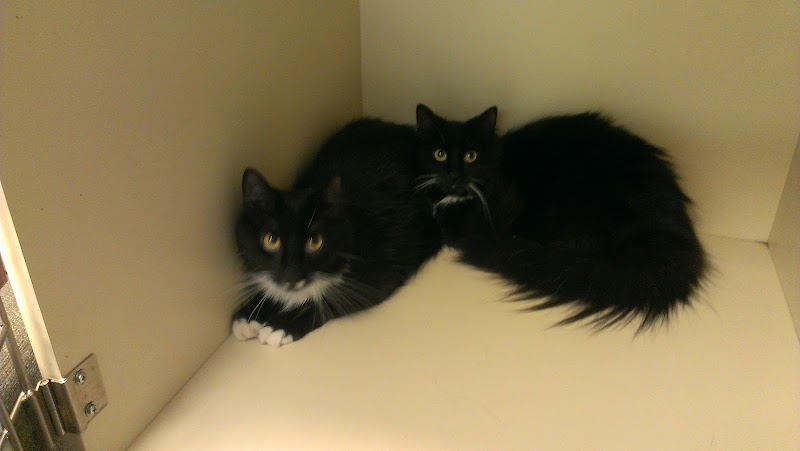 Veterinarian in Queens, USDA Vet
