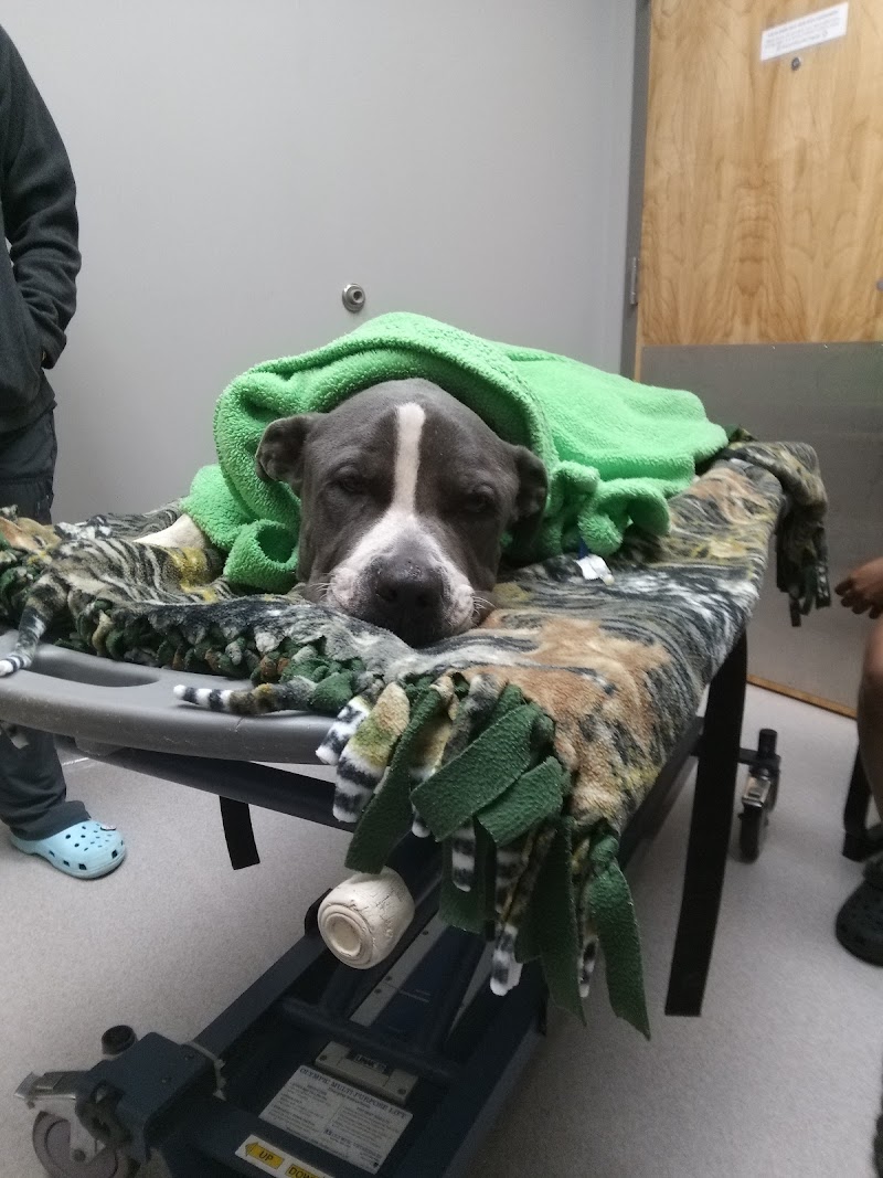 South Atlanta Veterinary Emergency & Specialty, A Thrive Pet Healthcare Partner