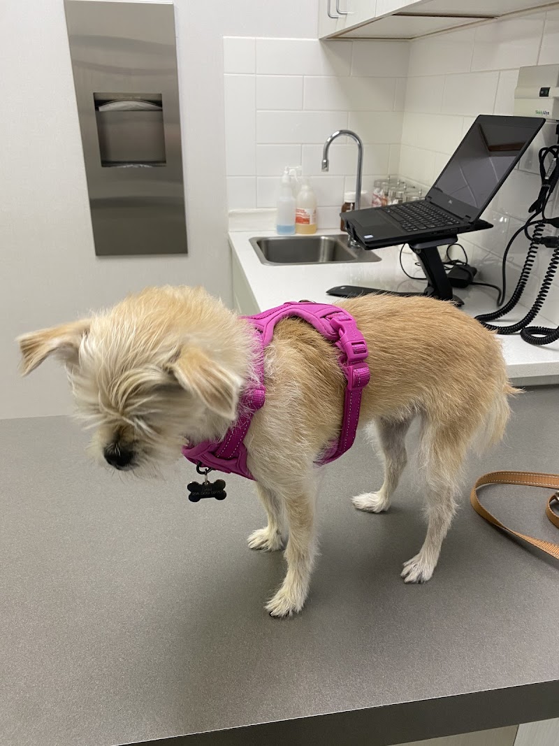 Animal Medical Center of Plano